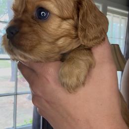 Ruby boy with the least white. - Ruby male Cavalier King Charles Spaniel puppy in South Carolina from Columbia Cavaliers