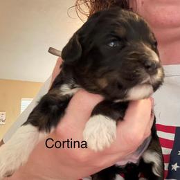 Cortina - Tri-color female Bernedoodle puppy in Eagle Mountain, Utah from Liberty Farms Puppies