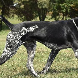 German Shorthaired Pointers from SLC Gun Dogs