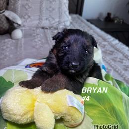 Bryan - Black and red male German Shepherd puppy in Hesperia, California from Von Geesa