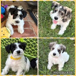 Miniature Schnauzer puppies from Poppy’s Mini Schnauzers