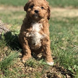 Cavapoo and Shichon Puppies from Paige Haldeman's Cavapoos and Shichons