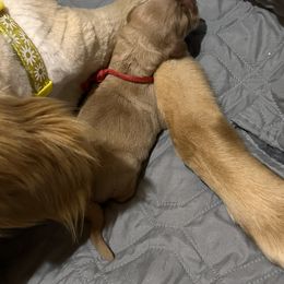 Golden Retriever Puppies from St. Paul Goldens