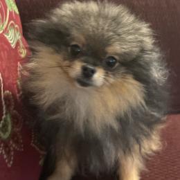 Evita - Pomeranian