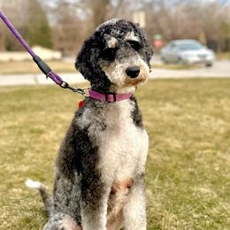 Luna - Bernedoodle