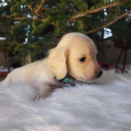 Blue Boy - Provolone - Cream male Dachshund puppy in Madison, Wisconsin from CC's Dachshunds