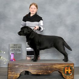 Oakley - Labrador Retriever