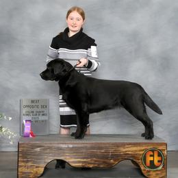 Oakley - Labrador Retriever