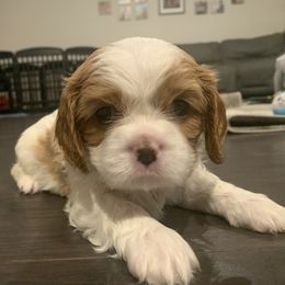 Cavalier King Charles Spaniel Puppies from Central Valley Cavaliers