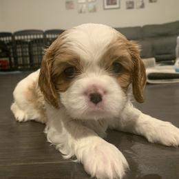 Cavalier King Charles Spaniel Puppies from Central Valley Cavaliers
