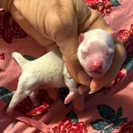 Bugsy - Cream male Chihuahua puppy in Summerfield, Florida from Uey’s Chihuahuas