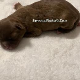 Basil - Liver female Shih Tzu puppy in Olive Branch, Mississippi from Lavender Blue Exotic Crew