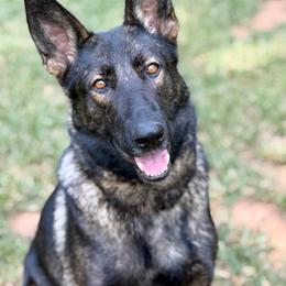 Kimmy - German Shepherd