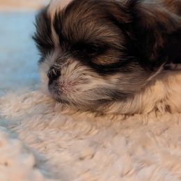 Shih Tzu Puppies from We Shih Tzu Not!