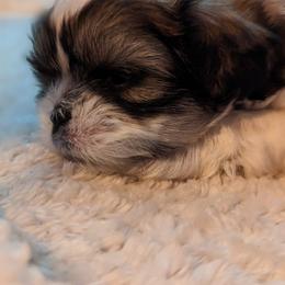 Shih Tzu Puppies from We Shih Tzu Not!
