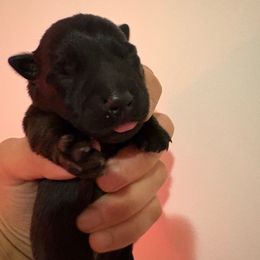 Lacey - Black female Scottish Terrier puppy in Stanford, Kentucky from Bluegrass Scottish Terriers