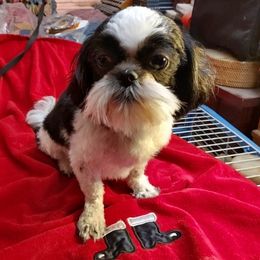 Stormy - Shih Tzu