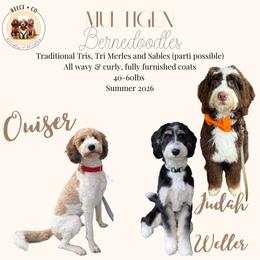Bernedoodle puppies from Reece + Co Doodles & Poodles