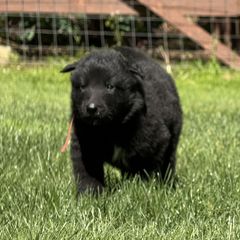 Boy 2. is now 2.5 weeks old - Black male Belgian Sheepdog puppy in Doylestown, Ohio from Diamante Nero