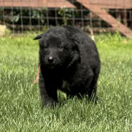 Boy 2. is now 2.5 weeks old - Black male Belgian Sheepdog puppy in Doylestown, Ohio from Diamante Nero
