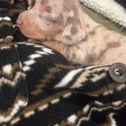 Matilda - Fawn (isabella) and tan female Dachshund puppy in Grass Valley, California from Mis Doxie