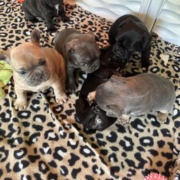 French Bulldog Puppies from KT’s Fabulous Frenchies