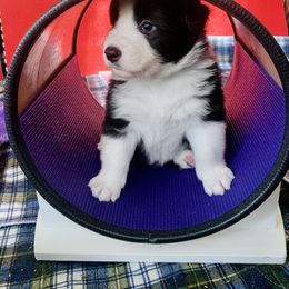 Border Collie Puppies from Beloved Border Collies