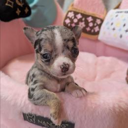Porsha - Merle female Chihuahua puppy in Amity, Pennsylvania from Baxters Chihuahuas