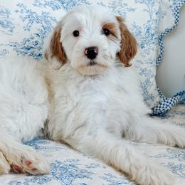 Selah- Pink Collar girl - Parti female Goldendoodle puppy in Ruthorfordton, North Carolina from Duncan Doodles Goldendoodles