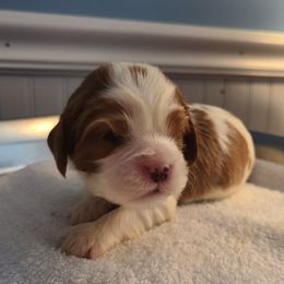 Cavalier King Charles Spaniel Puppies from Infinity Cavaliers