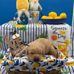 Purple - Yellow female Labrador Retriever puppy in Heath Springs, South Carolina from Rich Hill Retrievers