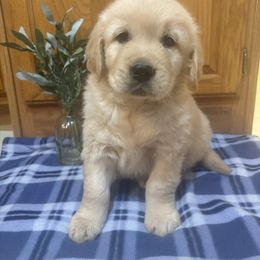 Cooter - Light golden male Golden Retriever puppy in Grant County, Indiana from On The Sunny Side Pavey Farms