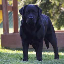 Labrador Retrievers from Russford Labradors