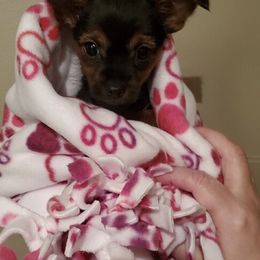 Yorkshire Terrier Puppies from Sweet Fur Babies