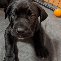 Brown collar - Black female Cane Corso puppy in Va Beach, Virginia from Guardian Corso's