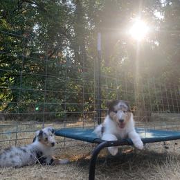 Collie Puppies from Meissa Collies