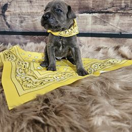 Yellow-Straw carrier - Gray male Cane Corso puppy in Fritch, Texas from Carrie Brown's Cane Corsos