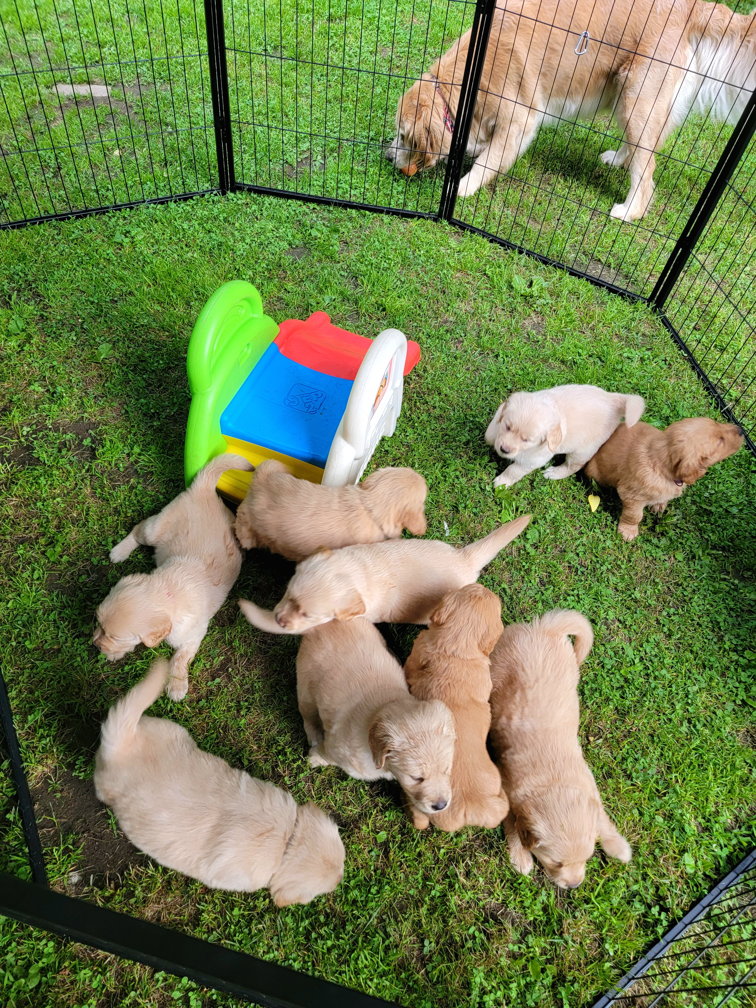 Golden Retriever Puppies from JK Goldens