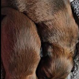 Jasper - Chocolate and tan male Dachshund puppy in Strong, Arkansas from Dachshunds R Us
