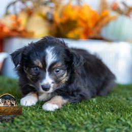 Carrie - Black tri female Toy Australian Shepherd puppy in Granbury, Texas from Best Little Aussies