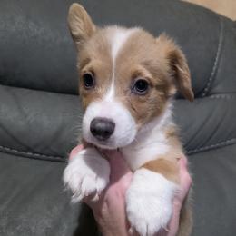 Sable Bluie Male - Blue male Pembroke Welsh Corgi puppy in Unicoi, Tennessee from East Tennessee Clark Corgis