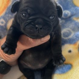 Girl 3 - Black female Pug puppy in Norborne, Missouri from Pug Palace