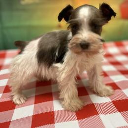 Liver Parti - Liver male Miniature Schnauzer puppy in Clover, South Carolina from Bobo’s Babies Kennels