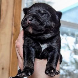 Red Boy - Korppi - Black and tan male Lapponian Herder puppy in Prattsburgh, New York from Maalattu Koirankoppi Lapponian Herders
