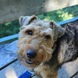 Didi - Welsh Terrier