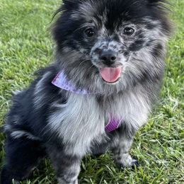 Pomeranians from FluffLaPuff