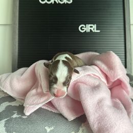 Christina Yang - Liver and white female Cardigan Welsh Corgi puppy in Westminster, Maryland from Serendipity Corgi's