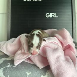 Christina Yang - Liver and white female Cardigan Welsh Corgi puppy in Westminster, Maryland from Serendipity Corgi's