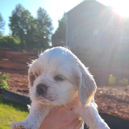 Cocker Spaniel All Grown Up from Van gass Puppies