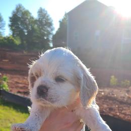 Cocker Spaniel All Grown Up from Van gass Puppies